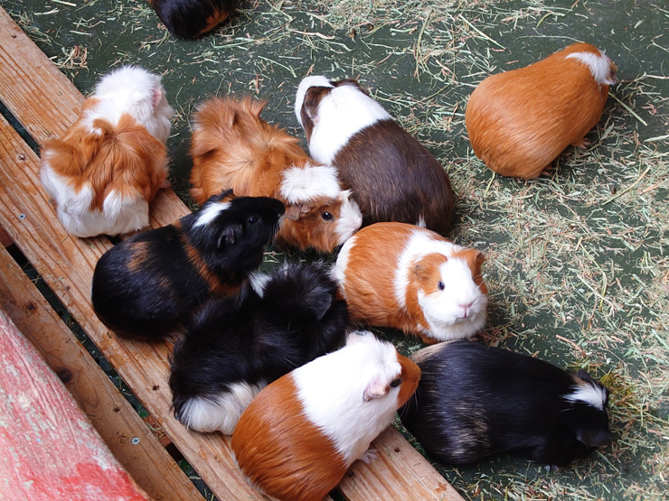 こども動物園 高島平分園画像