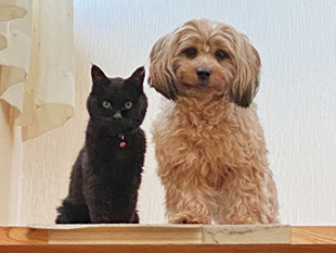 小型犬または猫1匹飼育可